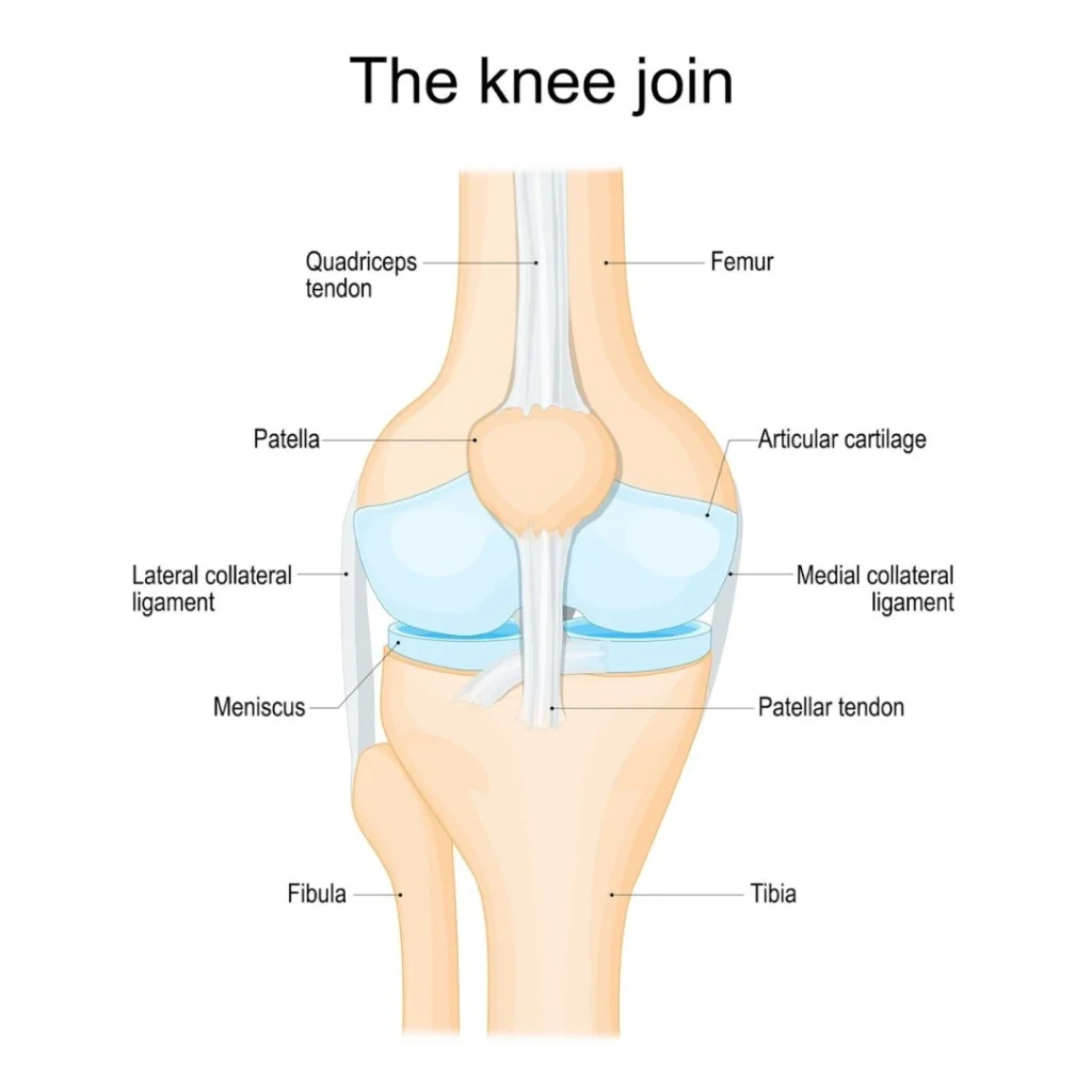 Imagem anatômica de joelho representando o estudo das dores no joelho